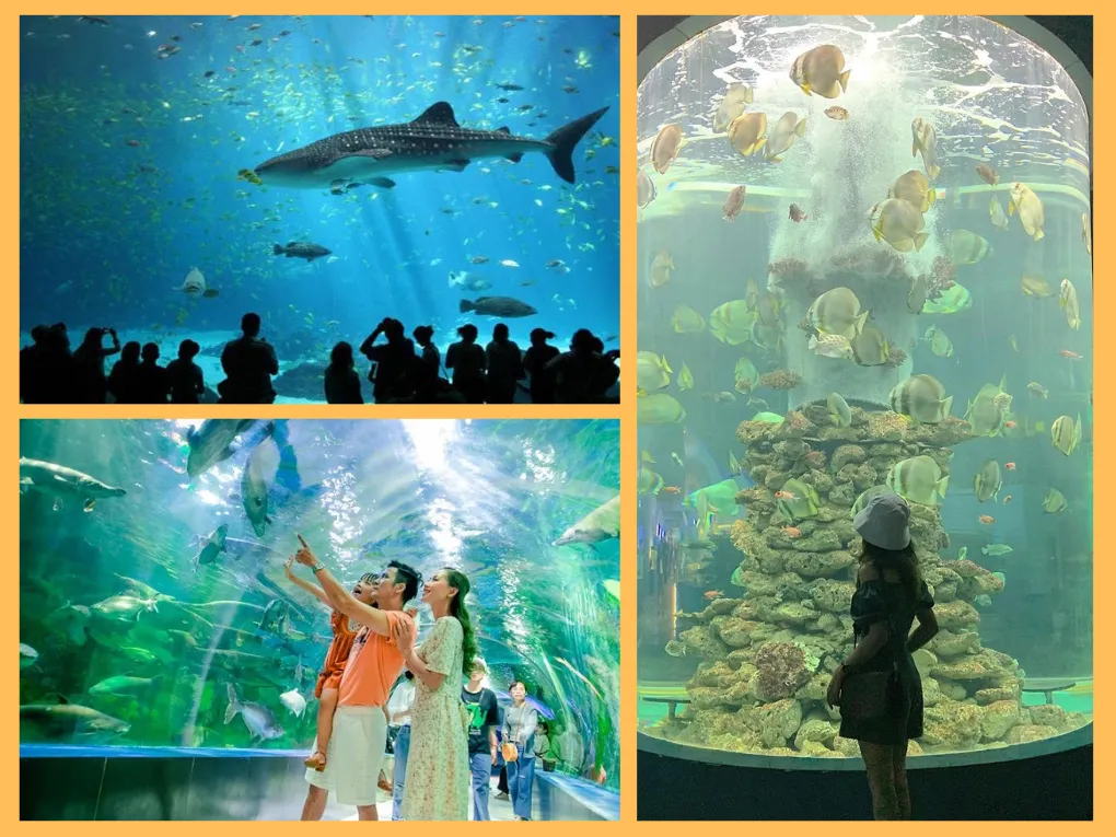 Vien Hai duong hoc Nha Trang – Kham pha the gioi dai duong
